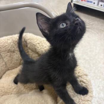 Lane -  Domestic Short Hair Cat for Adoption in NEW PT RICHEY, Florida - Lane | PetCurious