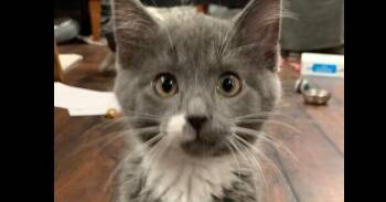 Bryan -  Domestic Short Hair Cat for Adoption in Dayton, Minnesota - Bryan | PetCurious