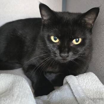 Raven -  Domestic Short Hair Cat for Adoption in Waterloo, Iowa - Raven | PetCurious