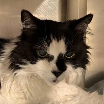 Domestic Long Hair and Mixed Breed Cats Available for Adoption in Kennebunk, Maine - Mandy | PetCurious