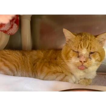 Cornelius The Third -  Domestic Short Hair Cat for Adoption in Austin, Texas - Cornelius The Third | PetCurious
