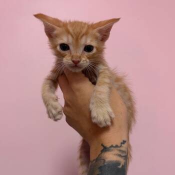 Dakota -  Domestic Short Hair Cat for Adoption in Webster, Texas - Dakota | PetCurious