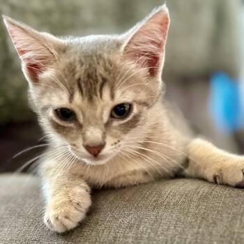 Penelope -  Domestic Short Hair Cat Available for Adoption in NEW PT RICHEY, Florida - Penelope | PetCurious