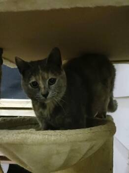 London -  Domestic Short Hair Cat for Adoption in Cromwell, Kentucky - London | PetCurious