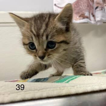 Hippo -  Domestic Short Hair Cat for Adoption in Spokane, Washington - Hippo | PetCurious