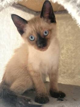 Dil -  Siamese Cat for Adoption in New Washoe City, Nevada - Dil | PetCurious