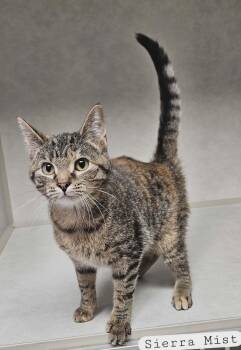 Domestic Short Hair Cats Available for Adoption in Wapakoneta, Ohio - Sierra Mist | PetCurious