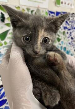 LENI -  Domestic Short Hair Cat for Adoption in Pensacola, Florida - LENI | PetCurious