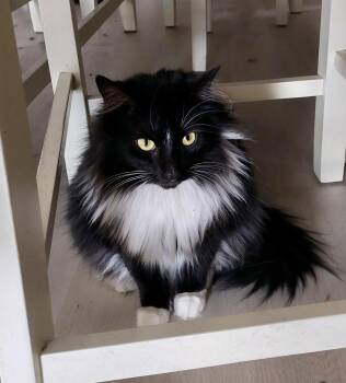 Rescue Domestic Long Hair Cats for Adoption in Memphis, Tennessee - Oreo | PetCurious
