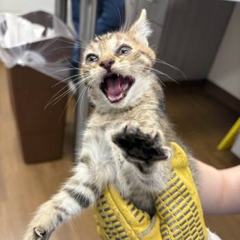 Rescue Domestic Short Hair Cats for Adoption in Beaumont, Texas - Hela | PetCurious