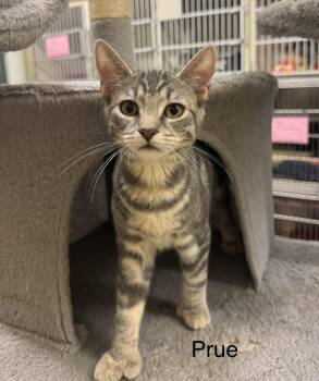 Prue -  Domestic Short Hair Cat for Adoption in Ulster, Pennsylvania - Prue | PetCurious