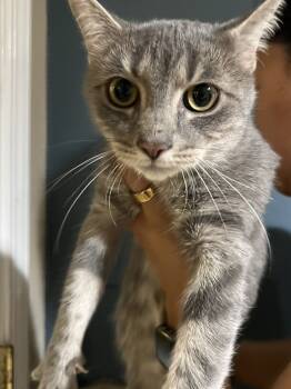 Rescue Domestic Short Hair Cats for Adoption in Loveland, Ohio - Martini | PetCurious