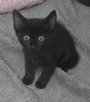 Rescue Domestic Short Hair Cats for Adoption in Carthage, New York - Nugget | PetCurious