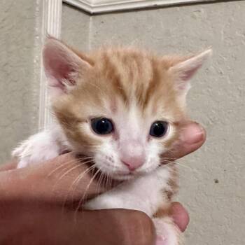 Cheeto Puff -  Domestic Short Hair Cat for Adoption in San Antonio, Texas - Cheeto Puff | PetCurious
