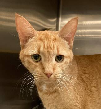 Rescue Domestic Short Hair Cats for Adoption in Morganton, North Carolina - Blondie | PetCurious