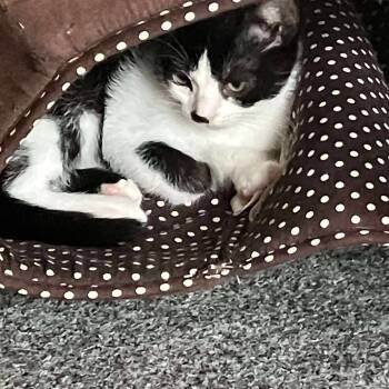 Rescue Domestic Short Hair Cats for Adoption in Ferndale, Washington - Winky | PetCurious