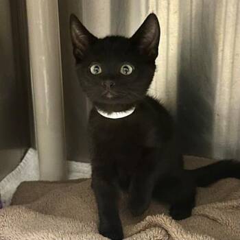 Marymount -  Domestic Short Hair Cat for Adoption in Walnut Creek, California - Marymount | PetCurious