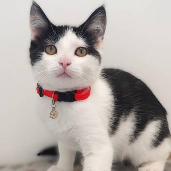 Rescue Domestic Short Hair Cats for Adoption in Belmont, New York - Yoko | PetCurious