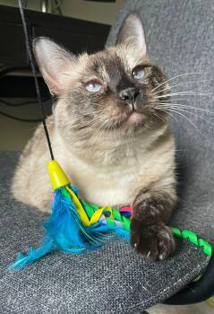Siamese Cats Available for Adoption in Pickering, Ontario - Kikki | PetCurious