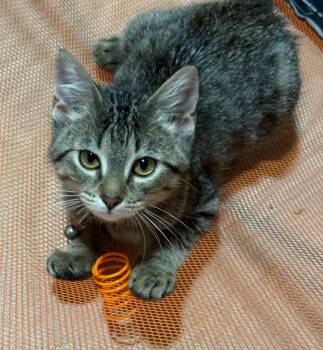 Brooke -  Domestic Short Hair Cat for Adoption in Mokena, Illinois - Brooke | PetCurious