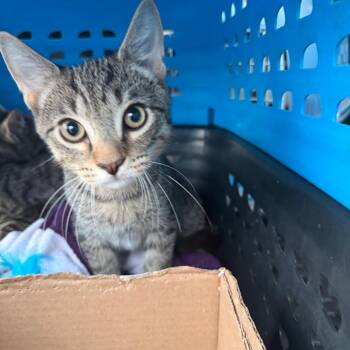 Starlight -  Domestic Short Hair Cat for Adoption in Fredericksburg, Virginia - Starlight | PetCurious