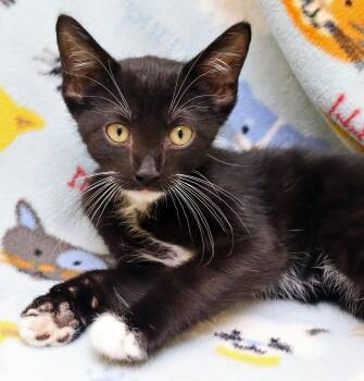 Octavio -  Domestic Short Hair Cat for Adoption in Tierra Verde, Florida - Octavio | PetCurious