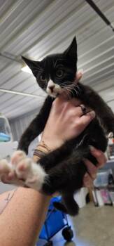 Socks -  Domestic Short Hair Cat for Adoption in Greensburg, Indiana - Socks | PetCurious