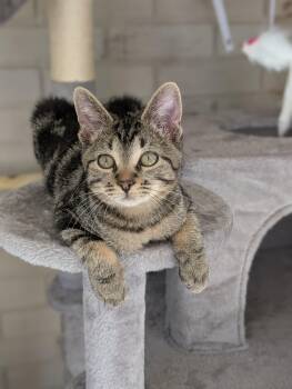 Axel -  Domestic Short Hair Cat for Adoption in Murfreesboro, Tennessee - Axel | PetCurious
