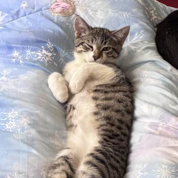 Pearl -  Domestic Short Hair Cat for Adoption in Davis, California - Pearl | PetCurious