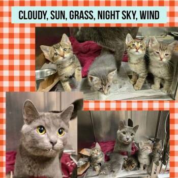 Sandman -  Domestic Short Hair Cat for Adoption in Wheeling, Illinois - Sandman | PetCurious