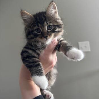 Lion 22903 -  Domestic Medium Hair Cat for Adoption in Minneapolis, Minnesota - Lion 22903 | PetCurious