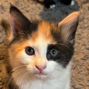 Mew -  Domestic Short Hair Cat for Adoption in Cumming, Georgia - Mew | PetCurious