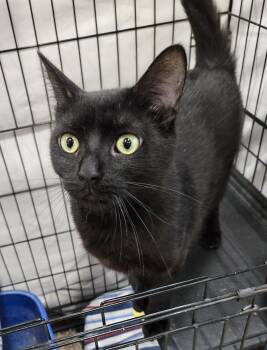 Clarkie -  Domestic Short Hair Cat for Adoption in Mokena, Illinois - Clarkie | PetCurious