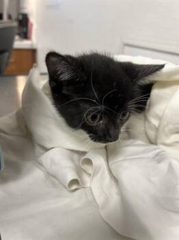 A2478038 -  Domestic Short Hair Cat for Adoption in Fort Lauderdale, Florida - A2478038 | PetCurious