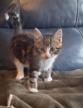 Domestic Short Hair and Tabby Cats Available for Adoption in Penns Grove, New Jersey - Bridget | PetCurious