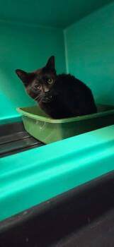 Piper -  Domestic Medium Hair Cat for Adoption in Shelbyville, Tennessee - Piper | PetCurious