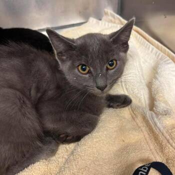Shenanigans -  Domestic Short Hair Cat for Adoption in Martinsville, Virginia - Shenanigans | PetCurious