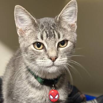 Peter Parker -  Domestic Short Hair Cat for Adoption in Victor, New York - Peter Parker | PetCurious