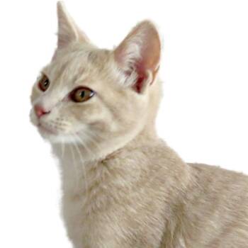 Archer Rockbridge -  Domestic Short Hair Cat for Adoption in Merrifield, Virginia - Archer Rockbridge | PetCurious