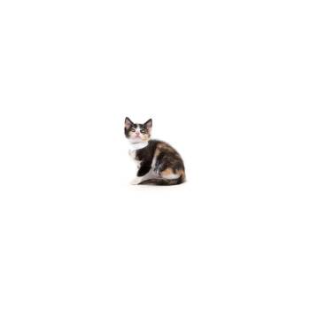 Butter -  Domestic Short Hair Cat Available for Adoption in Los Angeles, California - Butter | PetCurious