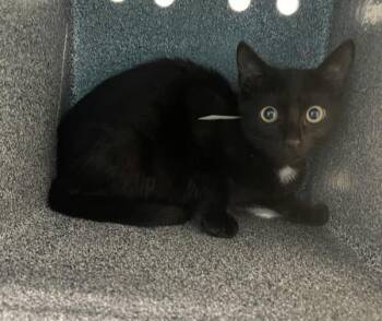 Frankie -  Domestic Short Hair Cat for Adoption - Frankie | PetCurious