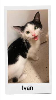 Ivan -  Domestic Short Hair Cat for Adoption in Caistor Centre, Ontario - Ivan | PetCurious