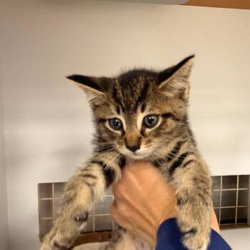 Domestic Short Hair Cats Available for Adoption in Philadelphia, Pennsylvania - Bunny Boo | PetCurious