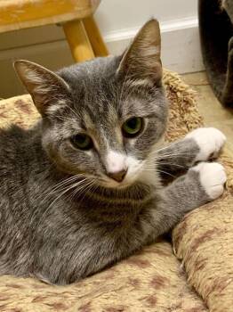 Rescue Domestic Short Hair and Tabby Cats for Adoption in Walled Lake, Michigan - Electra | PetCurious