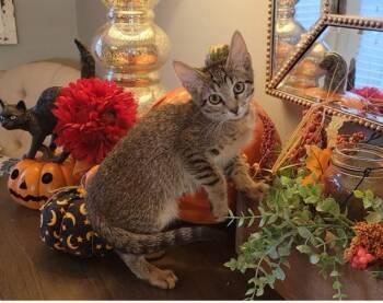 Soria -  Domestic Short Hair Cat for Adoption in Litchfield Park, Arizona - Soria | PetCurious