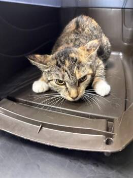 Domestic Short Hair Cats Available for Adoption in Minneapolis, Minnesota - HOCUS | PetCurious