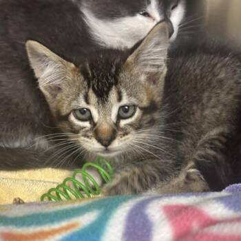 Tactus -  Domestic Short Hair Cat for Adoption in Walnut Creek, California - Tactus | PetCurious