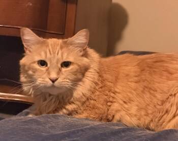 Tigger* -  Domestic Long Hair Cat for Adoption in Breinigsville, Pennsylvania - Tigger* | PetCurious