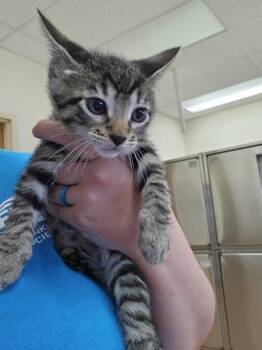 Soto -  Domestic Short Hair Cat for Adoption in Kennewick, Washington - Soto | PetCurious