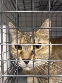 MISSY -  Domestic Short Hair Cat for Adoption in Las Vegas, Nevada - MISSY | PetCurious